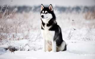 Хаски: внешний вид собаки на фото, происхождение, разновидности и описание породы