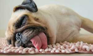 Почему собака может задыхаться, хрюкать носом или часто чихать, что делать при проблемах с дыханием?