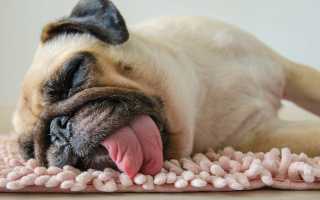 Почему собака может задыхаться, хрюкать носом или часто чихать, что делать при проблемах с дыханием?