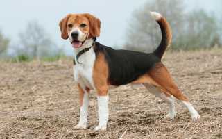 Все о бигль-харьере: стандарт породы с фото, описание характера собаки, особенности ухода и стоимость щенков