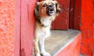 Почему лают собаки, как отучить щенка или взрослого пса гавкать дома или во дворе без причины и в отсутствие хозяина?