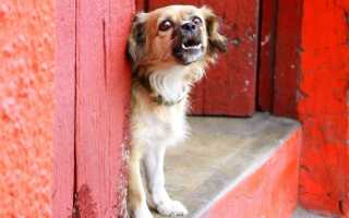 Почему лают собаки, как отучить щенка или взрослого пса гавкать дома или во дворе без причины и в отсутствие хозяина?