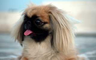 Почему собака часто и тяжело дышит открытым ртом, высунув язык: причины учащенного дыхания, лечение одышки