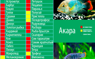 Гуппи: размножение, содержание, совместимость с другими рыбами в аквариуме