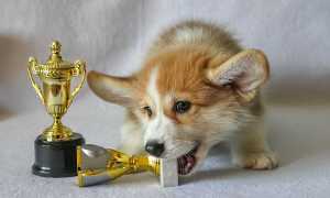 Рейтинг пород собак для квартиры: описания лучших домашних животных с фотографиями