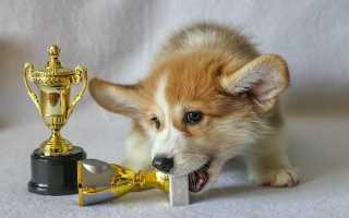 Рейтинг пород собак для квартиры: описания лучших домашних животных с фотографиями