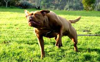 Описание американского бандога с фото и характеристика породы, особенности содержания и воспитания собаки