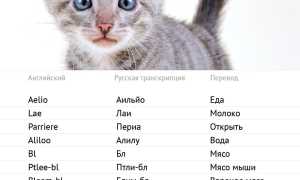 Имена для кошек: как назвать кошку красиво и оригинально — 6000+ кличек