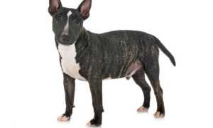 Вся правда о миниатюрном бультерьере: описание породы, внешний вид собаки с фото, особенности ухода