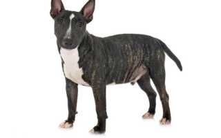 Вся правда о миниатюрном бультерьере: описание породы, внешний вид собаки с фото, особенности ухода