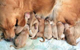 Сколько месяцев собаки вынашивают щенков, как долго длится беременность у сук разных пород, от чего зависит этот срок?