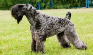 Описание керри-блю-терьера: стандарт породы и характер, особенности содержания и груминг, фото щенков и взрослой собаки