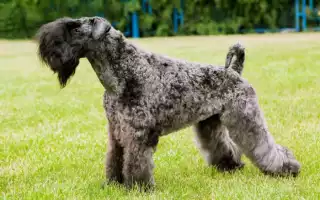 Описание керри-блю-терьера: стандарт породы и характер, особенности содержания и груминг, фото щенков и взрослой собаки