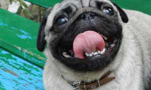 Описание атопического дерматита у собак: симптомы с фото, диагностика и лечение