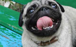 Описание атопического дерматита у собак: симптомы с фото, диагностика и лечение