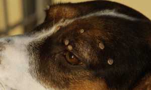 Как вытащить у собаки клеща в домашних условиях, что делать, если голова паразита осталась в теле питомца?