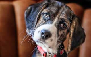 В каком возрасте собаке делают первую прививку от бешенства, сколько действует вакцина и проводят ли вакцинацию на дому?