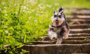 Цвергшнауцер и его особенности: описание внешнего вида собаки с фото и другие характеристики породы, уход и разведение