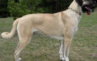 Описание анатолийской овчарки с фото: особенности породы кангал и рекомендации по уходу за собакой