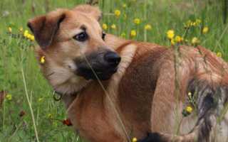 Собака чинук: особенности породы, фото, рекомендации по уходу и содержанию