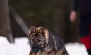 Как правильно дрессировать щенка немецкой овчарки в домашних условиях: основы обучения командам