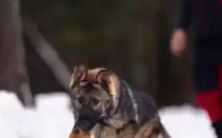 Как правильно дрессировать щенка немецкой овчарки в домашних условиях: основы обучения командам