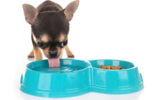 Чем лучше кормить чихуахуа – щенка и взрослую собаку – в домашних условиях: готовые корма и натуральная пища