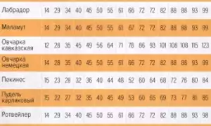 Таблица соотношения возраста собаки и человека: сколько лет питомцу по человеческим меркам?