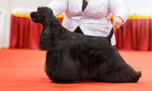 Фото и описание американского кокер-спаниеля, отличия от английского, содержание представителей породы и уход за ними