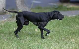 Пойнтер: описание, фото и цена