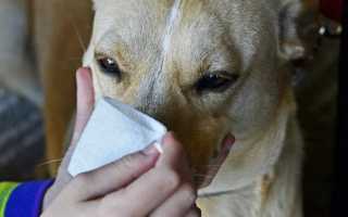 Почему у собаки появились сопли: 9 причин насморка у пса и лечение в домашних условиях