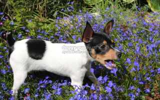 Порода собаки фокстерьер: фото, цена и особенности