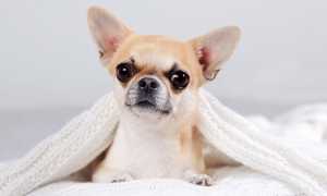 Почему собаку может знобить, что делать, если она дрожит мелкой дрожью и трясется: причины и лечение