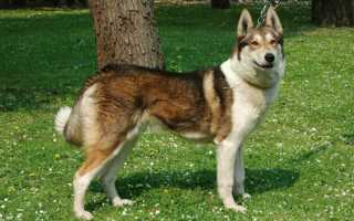 Описание русско-европейской лайки с фото: особенности породы, рекомендации по уходу и содержанию