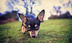 Карликовый русский той терьер: милая мини порода или большая проблема?