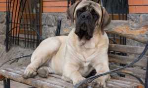 Названия, описание и фото самых известных английских пород собак, редкие и старинные виды