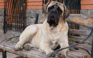 Названия, описание и фото самых известных английских пород собак, редкие и старинные виды