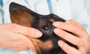 Слезятся глаза у собаки: почему, чем лечить животное в домашних условиях?