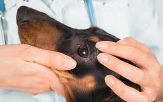 Слезятся глаза у собаки: почему, чем лечить животное в домашних условиях?