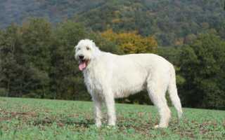 Описание ирландского волкодава с фото, стандарты породы и характер собаки, особенности ухода и воспитания