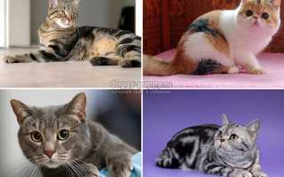 Короткошерстные кошки: породы. Фото и описание