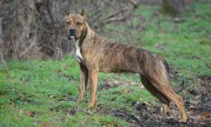Описание испанского алано: внешний вид, особенности породы, характер собаки