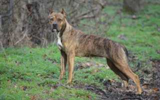 Описание испанского алано: внешний вид, особенности породы, характер собаки