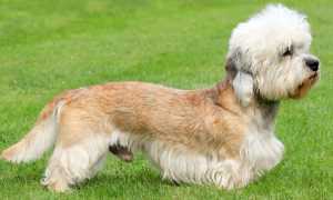 Уход за денди-динмонт-терьером, описание породы и внешний вид собаки с фото