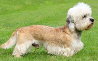 Уход за денди-динмонт-терьером, описание породы и внешний вид собаки с фото