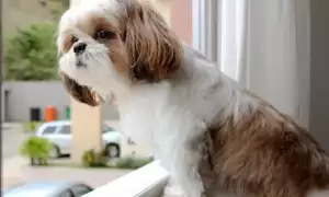 Описание породы ши-тцу: стандарт и внешний вид с фото, характер собаки, особенности ухода и разведения