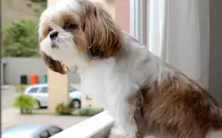 Описание породы ши-тцу: стандарт и внешний вид с фото, характер собаки, особенности ухода и разведения