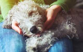 Описание эпилепсии у собак: причины возникновения, симптомы, первая помощь при приступах и лечение