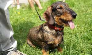 Породы жесткошерстных собак: фокстерьер, ягдтерьер, немецкая легавая дратхаар и другие