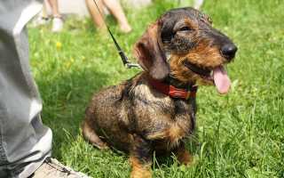 Породы жесткошерстных собак: фокстерьер, ягдтерьер, немецкая легавая дратхаар и другие